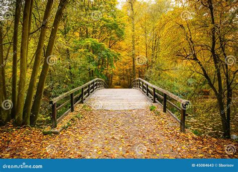 Bridge In Autumn Forest Stock Photo Image 45084643