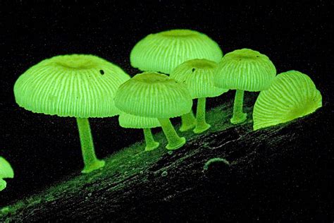7 Fascinating Facts About Fungi