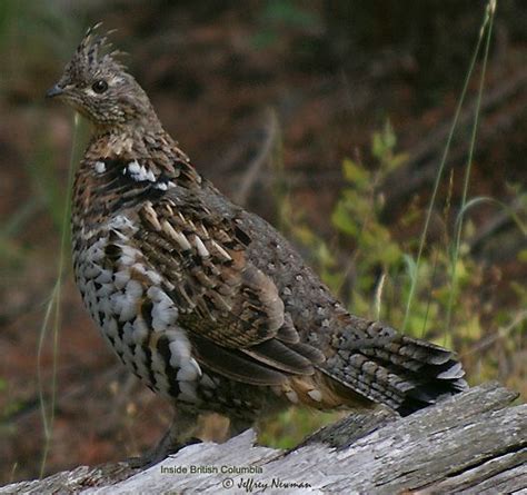 Ruffed Grouse In North Vancouver Bc