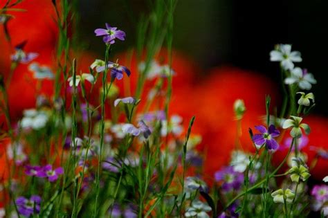 Your mobile wallpaper flower stock images are ready. LOVELY FLOWERS: Very Nice Wonderfull Yellow Flower high ...