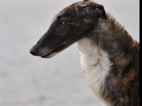 Puppies Available Now Borzoi Russian Wolfhound Howlinwolf Kennel