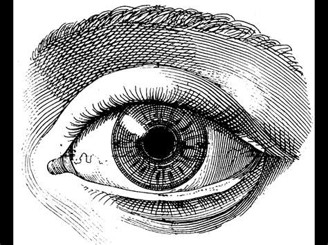 Tattoo Human Eye Drawing Eye Illustration Eye Drawing