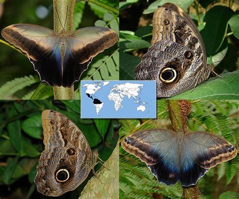 Many butterflies and moths possess ears that allow them to listen out for and evade bat predators. Owl | Caligo memnon | Wingspan: 6.0 to 6.5 in Family ...