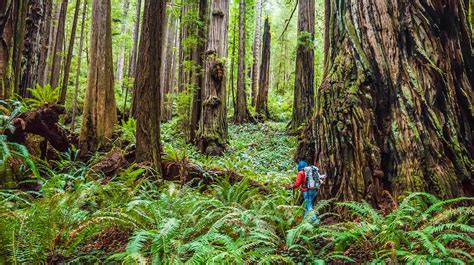 The Most Beautiful Forests In California