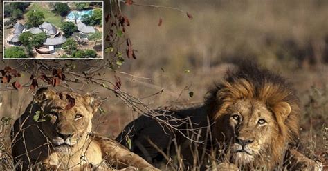 Poacher Eaten By Lions He Was Hunting In South Africa