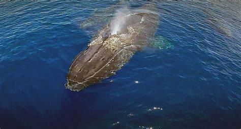 humpback whales photographed underwater and from a drone humpback whale whale the incredibles