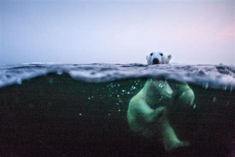 Polar Bear Hudson Bay Canada Paul Souders Worldfoto Polar Bear
