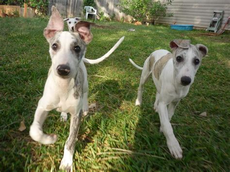 Whippet Puppies Pet Adoption And Sales