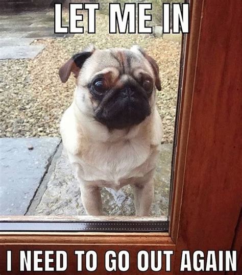 The 28 Funniest Pug Memes Of All Time The Paws
