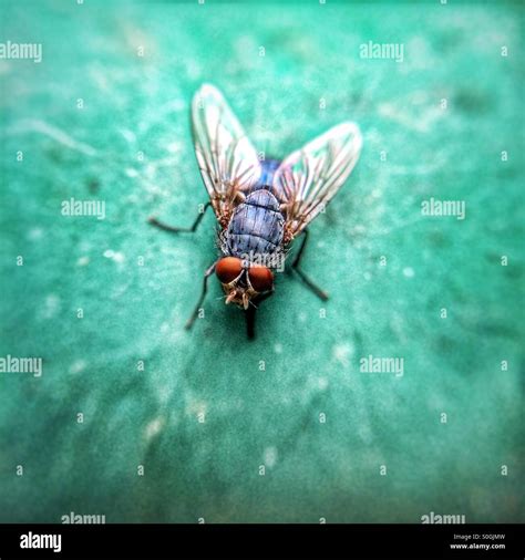 Insect Musca Domestica Close Up Hi Res Stock Photography And Images Alamy