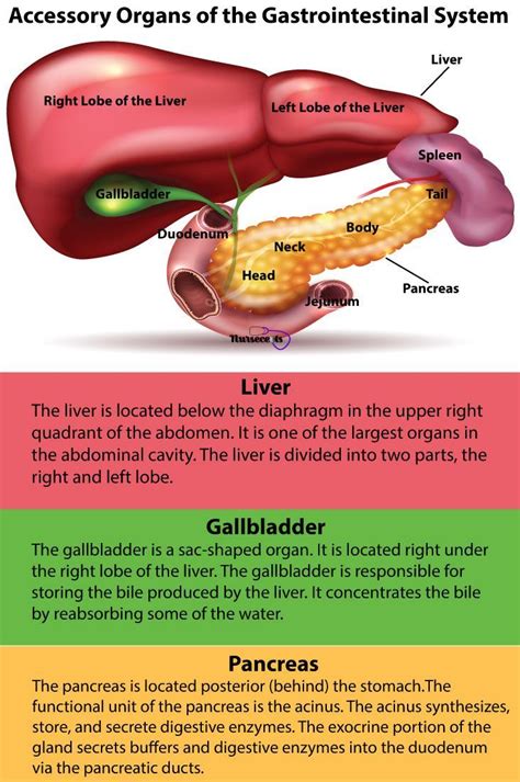 Pin by Samantha Davis on Medical knowledge | Human digestive system