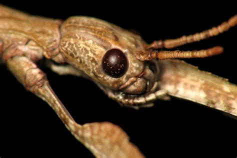 Fantastic Phasmids The Mysterious Lives Of Stick Insects