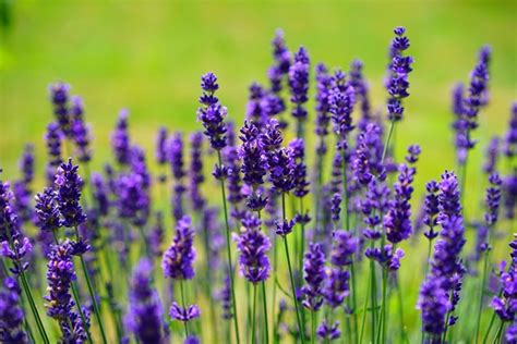 Growing Lavender Planting And Care Guide Garden Design
