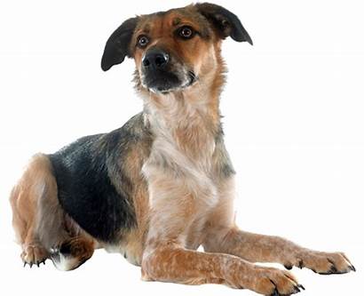 Dog Breed Mixed Adopting Benefits Adoption Rescue