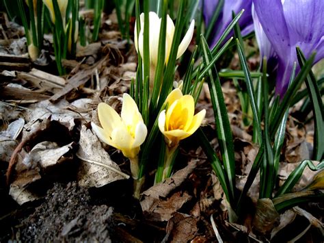 Spring Flowers | Some spring flowers sprouting in saskatoon.… | Brandon Giesbrecht | Flickr