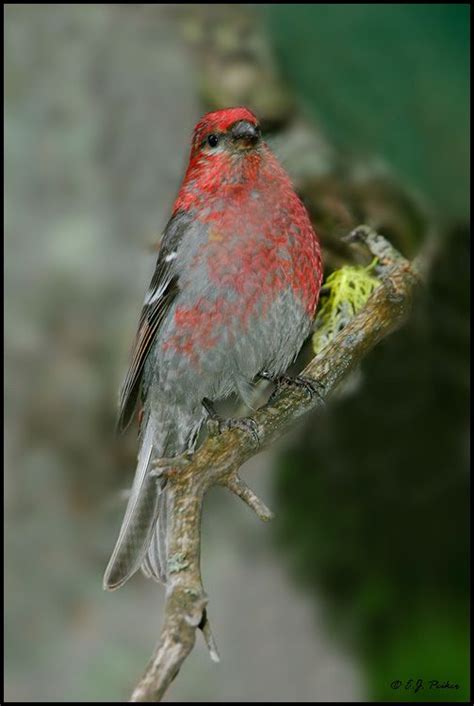 The best wallpapers of the japanese grosbeak only here! 15 best images about Grosbeak birds, Grosbeaks, bird on ...