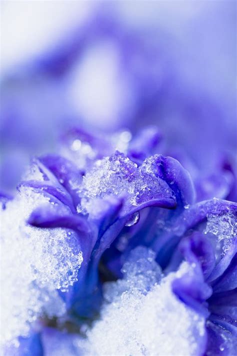 Snow Covered Flower Stock Photo Image Of Flower Purple 39894794