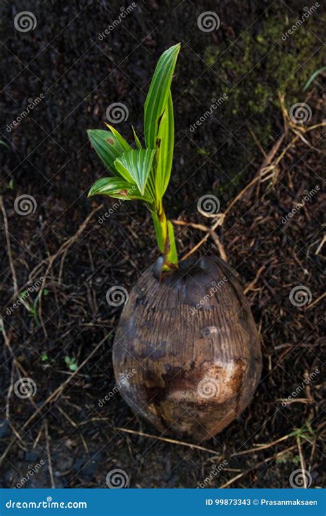 Young Tree Coconut Seedling Stock Image Image Of Shoot Ground 99873343