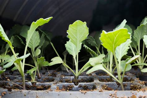 When To Plant Kale As Seeds Or Seedlings Gardeneco