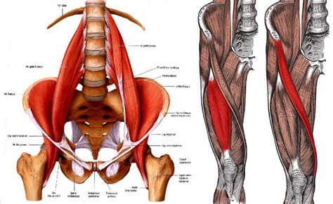 Hip flexor muscles and attachments. Pin on Health and Fitness