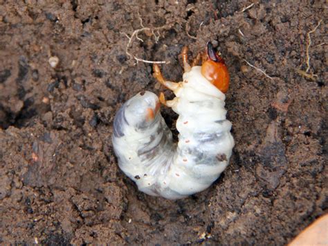 Although grubs are a common pest of lawns, they sometimes end up in gardens adjoining patches of grass. Learn More About Lawn Grubs