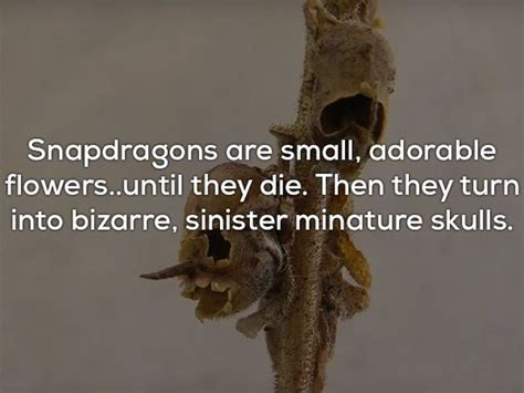 creepy facts that will send chills down your spine 17 pics