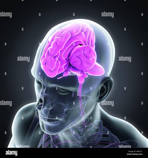 Anatomía Del Cerebro Humano Fotografía De Stock Alamy
