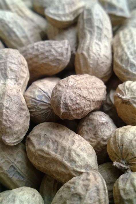 Brown Peanuts · Free Stock Photo