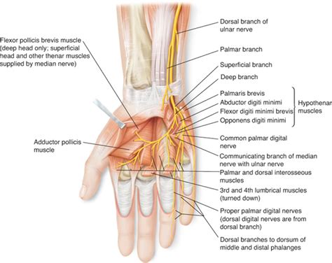 Ulnar Nerve Repairgraft Musculoskeletal Key