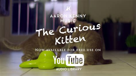 the curious kitten youtube
