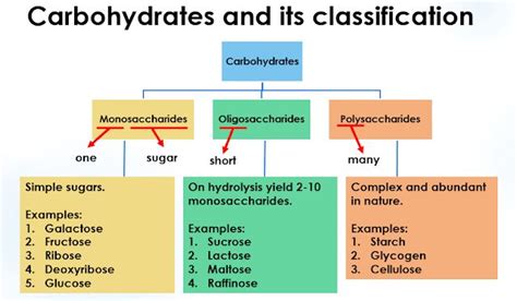 Carbohydrate Definition Classification Examples
