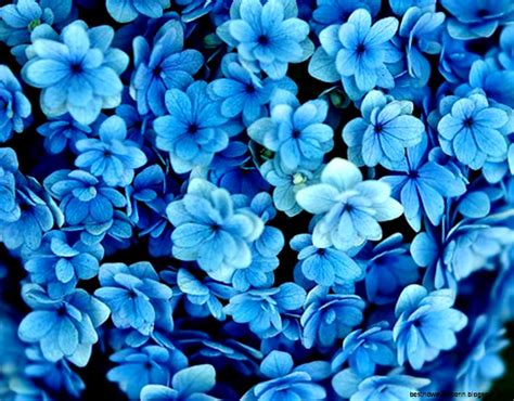 Free Download Dark Blue Flower Wallpapers 1280x1024 1280x1024 For