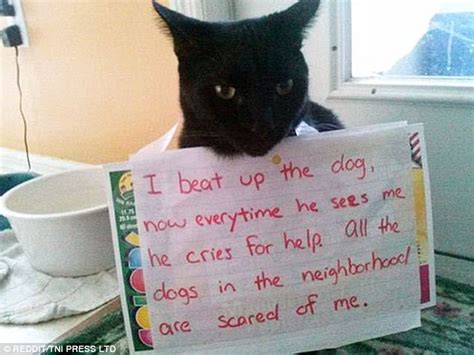 Pet Owners Shame Kitties With Hilarious Notes Daily Mail Online