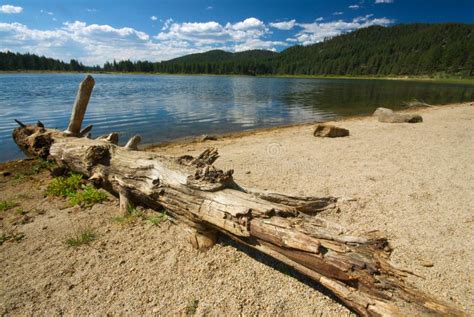 Log And Lake Stock Photo Image Of Wood Landscape Nevada 7918952