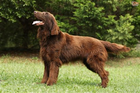 You just need a good vacuum cleaner. Flat coated Retriever Dog Breed Information, Buying Advice ...