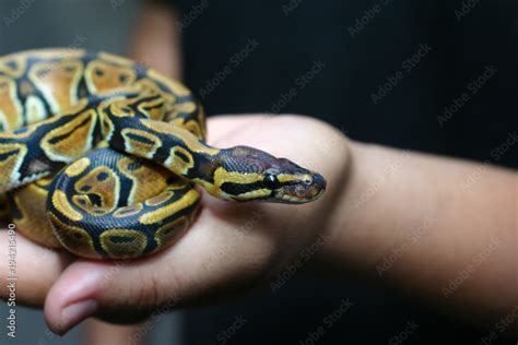 Beginner And Popular Snake For Kids Ball Python Python Regius