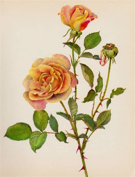 Botanical Print Herbert Hoover Rose Cottage Decor Rose Art Print