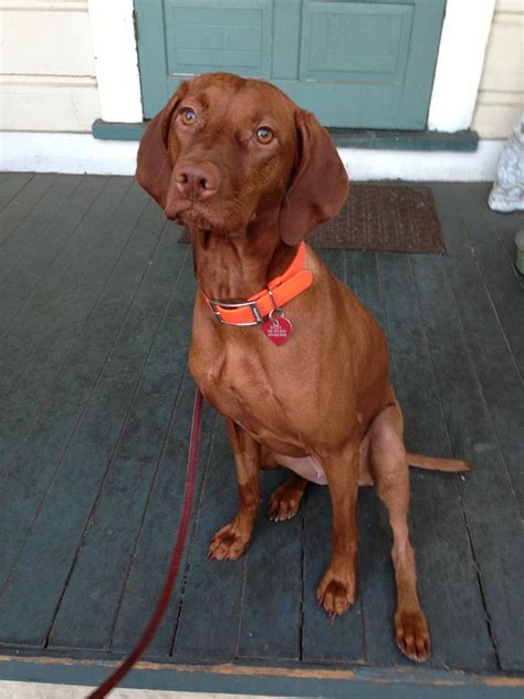 For us this was more gradual but it escalated pretty quickly. Living the life of Riley: TPLO Surgery Recovery - Week 3