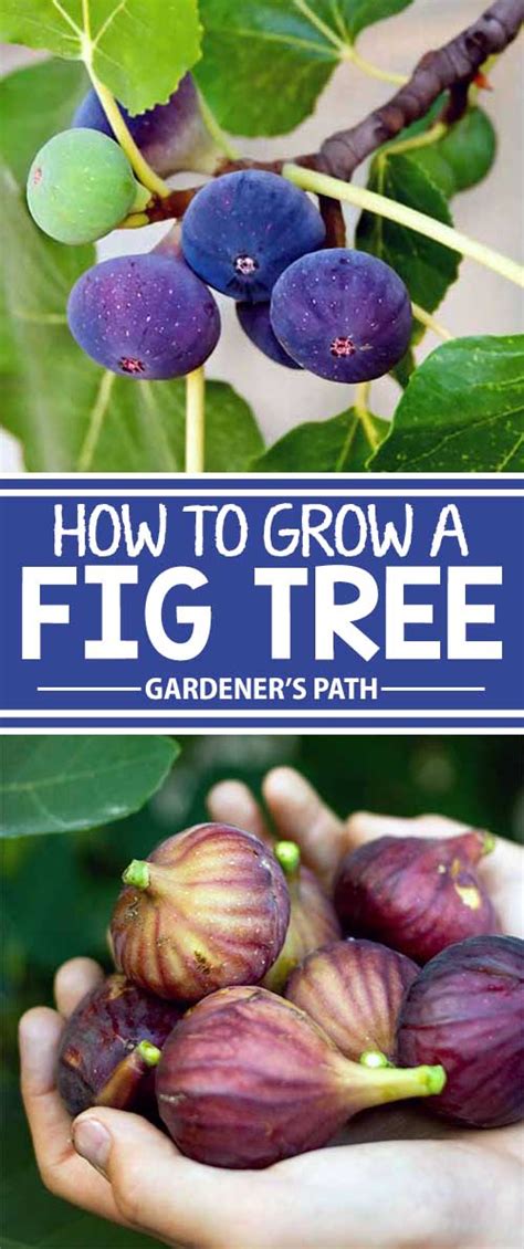 How To Grow A Fig Tree In Your Backyard Gardeners Path