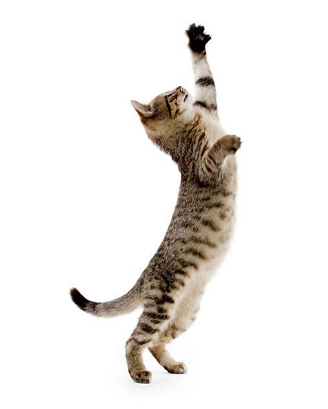 Cat Jumping On White Stock Photos Pictures And Royalty Free Images Istock