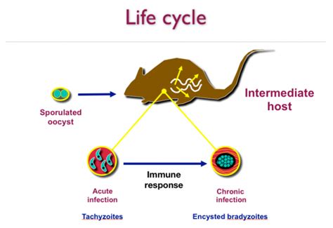 Toxoplasmosis And Cats International Cat Care