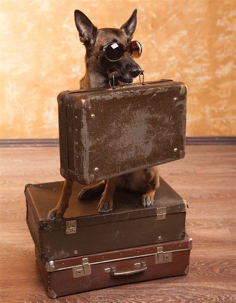 San diego pet friendly rentals. Pet-Friendly Vacation Rentals - San Diego Home/Garden ...