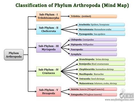 Os 5 grupos (Subfilos) de Artrópodes (Filo Arthropoda ...