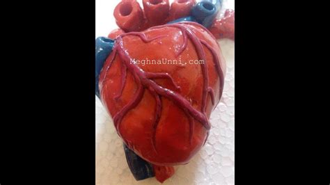 Human Heart 3d Model Making Using Clay Video