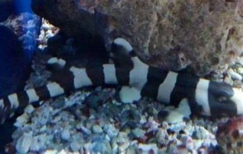 Black Banded Cat Shark Shark Chiloscyllium Punctatum Tank Facts