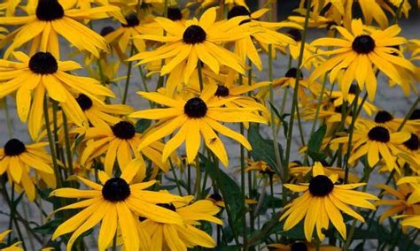 16 Flowers That Look Like Sunflowers Epic Gardening