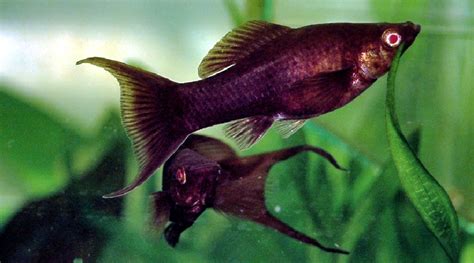 20 Best Algae Eaters Fish For Your Freshwater Aquarium