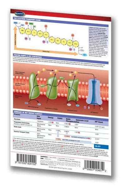 Cellular Respiration Medical Pocket Chart Quick Reference Guide