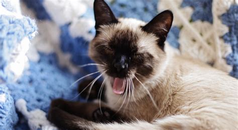 9 Fascinating Facts About Siamese Cats Siamese Cats
