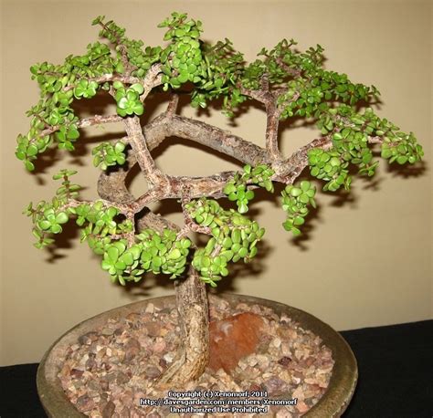 Variegated elephant food is a very unique succulent shrub that has many landscape uses. PlantFiles Pictures: Elephant Bush, Elephant Food ...